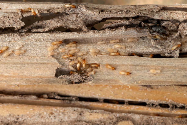 Best Pest Prevention Services  in Clintondale, NY
