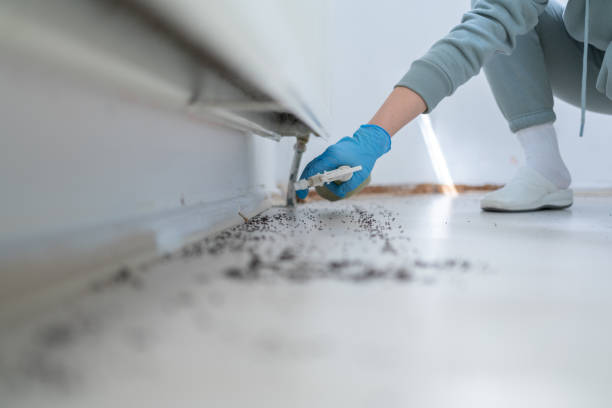 Best Termite Control Services  in Clintondale, NY